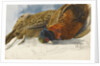 Study of a brace of pheasants by Matilda Rose Herschel