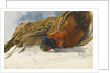 Study of a brace of pheasants by Matilda Rose Herschel