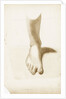 Study of a foot and ankle by Margaret Louisa Herschel