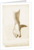 Study of a foot and ankle by Margaret Louisa Herschel
