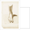 Study of a foot and ankle by Margaret Louisa Herschel