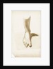 Study of a foot and ankle by Margaret Louisa Herschel