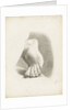 Study of a foot with toes bent by Matilda Rose Herschel