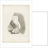 Study of a foot with toes bent by Matilda Rose Herschel