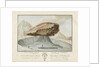 La Grosse Pierre sur le Glacier de Vorderaar. Canton de Berne Province d'Oberhasbi by unknown