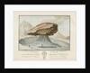 La Grosse Pierre sur le Glacier de Vorderaar. Canton de Berne Province d'Oberhasbi by unknown