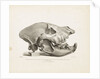 Head of the extinct species of Hyaena, found in diluvial clay at Lawford near Rugby by T. Webster