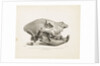 Head of the extinct species of Hyaena, found in diluvial clay at Lawford near Rugby by T. Webster