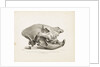 Head of the extinct species of Hyaena, found in diluvial clay at Lawford near Rugby by T. Webster