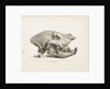 Head of the extinct species of Hyaena, found in diluvial clay at Lawford near Rugby by T. Webster