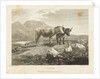 Cattle by Robert Hills