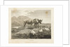 Cattle by Robert Hills