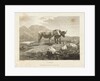 Cattle by Robert Hills