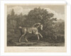 Horse at Play by George Stubbs