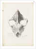Superior & Frontal View of the Hyaena's Skull from Lawford by G. Scharf