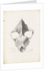 Superior & Frontal View of the Hyaena's Skull from Lawford by G. Scharf
