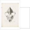 Superior & Frontal View of the Hyaena's Skull from Lawford by G. Scharf