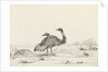 Sketch of emus by Harry Edmund Edgell