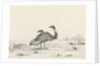 Sketch of emus by Harry Edmund Edgell