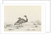 Sketch of emus by Harry Edmund Edgell