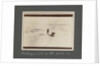 Catching a seal in the pack-ice from National Antarctic Expedition photo album by Sir Ernest Henry Shackleton