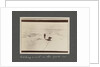 Catching a seal in the pack-ice from National Antarctic Expedition photo album by Sir Ernest Henry Shackleton
