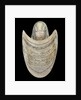 Nautilus shell by C. H. Wood