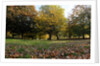 Autumnal image of the Royal Greenwich Park by National Maritime Museum