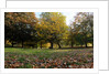 Autumnal image of the Royal Greenwich Park by National Maritime Museum