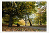 Autumnal image of the Royal Greenwich Park by National Maritime Museum