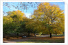 Autumnal image of the Royal Greenwich Park by National Maritime Museum