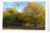Autumnal image of the Royal Greenwich Park by National Maritime Museum
