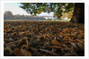 Autumnal image of the Royal Greenwich Park with the Queens House in the distance. by National Maritime Museum