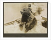 Photograph of the mascot bear cub 'Trotsky', on HMS 'Ajax' 1921. From an album relating to the naval career of Philip F. P. Blackwell, 1920-1922 by Philip F. P. Blackwell