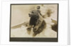Photograph of the mascot bear cub 'Trotsky', on HMS 'Ajax' 1921. From an album relating to the naval career of Philip F. P. Blackwell, 1920-1922 by Philip F. P. Blackwell