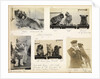 Cats and dogs 'Tzu, buff, Queenie and Gaby' July 1918, from an album relating to the career of Lt. Cdr. Herbert Allen Slade, RN, 1908-1918. by Lt. Cdr. Herbert Allen Slade