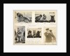 Cats and dogs 'Tzu, buff, Queenie and Gaby' July 1918, from an album relating to the career of Lt. Cdr. Herbert Allen Slade, RN, 1908-1918. by Lt. Cdr. Herbert Allen Slade