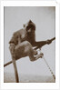 Photograph of a monkey, from an album relating to the naval service of Arthur Bedworth in the Merchant Navy as a radio officer by Arthur Bedworth