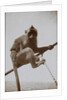 Photograph of a monkey, from an album relating to the naval service of Arthur Bedworth in the Merchant Navy as a radio officer by Arthur Bedworth