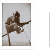 Photograph of a monkey, from an album relating to the naval service of Arthur Bedworth in the Merchant Navy as a radio officer by Arthur Bedworth