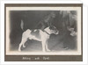 Service career of Lieutenant V. N. Surtees 1926-8 in HMS 'Emerald' (1920). 'Nelson and Spot' monkey on dog's back, page 177 by Lieutenant V. N. Surtees