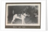 Service career of Lieutenant V. N. Surtees 1926-8 in HMS 'Emerald' (1920). 'Nelson and Spot' monkey on dog's back, page 177 by Lieutenant V. N. Surtees