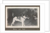 Service career of Lieutenant V. N. Surtees 1926-8 in HMS 'Emerald' (1920). 'Nelson and Spot' monkey on dog's back, page 177 by Lieutenant V. N. Surtees