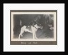Service career of Lieutenant V. N. Surtees 1926-8 in HMS 'Emerald' (1920). 'Nelson and Spot' monkey on dog's back, page 177 by Lieutenant V. N. Surtees