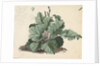 Rhubarb plant by Edward William Cooke