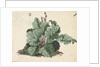 Rhubarb plant by Edward William Cooke