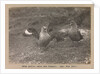 Male and female Skua Gulls by Herbert George Ponting