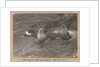 Male and female Skua Gulls by Herbert George Ponting