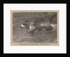 Male and female Skua Gulls by Herbert George Ponting