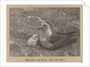 A Skua Gull with their chick by Herbert George Ponting